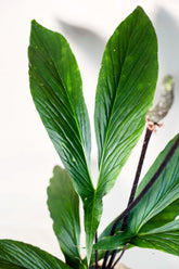 Cyrtosperma hambalii